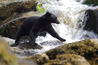 Vahşi Kara Nehir şelale kenarında Balık tutma ayı (Ursus americanus). Rock rock adım. Vancouver Adası, British Columbia, Kanada.