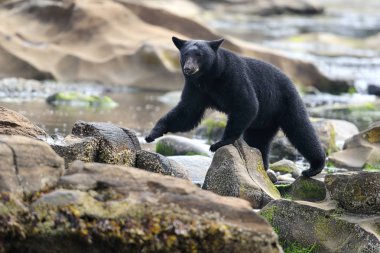 Kayalık plaj vahşi siyah ayı (Ursus americanus). Vancouver Adası, British Columbia, Kanada.
