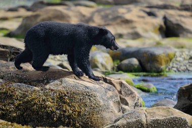 Kayalık plaj vahşi siyah ayı (Ursus americanus). Vancouver Adası, British Columbia, Kanada.