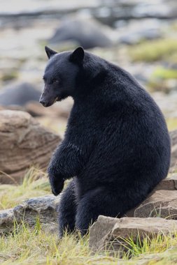 Vahşi siyah kayalar üzerine oturan ayı (Ursus americanus). Muhtemelen tırmalamak! Vancouver Adası, British Columbia, Kanada.