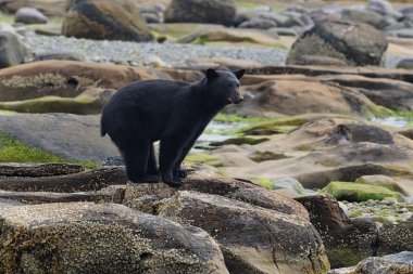 Kayalık plaj vahşi siyah ayı (Ursus americanus). Vancouver Adası, British Columbia, Kanada.