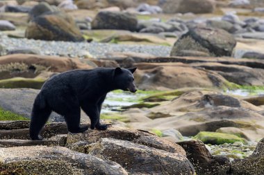 Kayalık plaj vahşi siyah ayı (Ursus americanus). Vancouver Adası, British Columbia, Kanada.