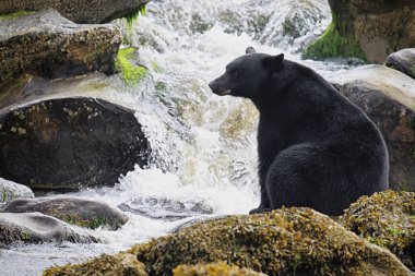 Vahşi siyah ayı (Ursus americanus) tarafından nehir Balık tutma. Vancouver Adası, British Columbia, Kanada.