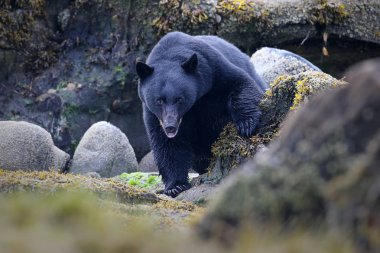 Kayalık plaj kayaları günlükken vahşi siyah ayı (Ursus americanus). Vancouver Adası, British Columbia, Kanada.