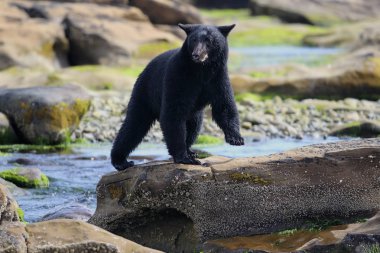 Kayalık plaj vahşi siyah ayı (Ursus americanus). Vancouver Adası, British Columbia, Kanada.