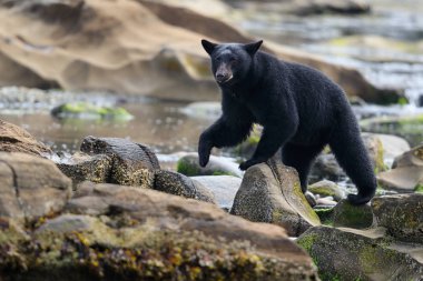Kayalık plaj vahşi siyah ayı (Ursus americanus). Vancouver Adası, British Columbia, Kanada.