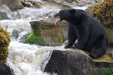 Vahşi siyah ayı (Ursus americanus) tarafından nehir Balık tutma. Vancouver Adası, British Columbia, Kanada.