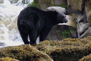 Nehir kıyısındaki balıkçı tarafından vahşi siyah ayı (Ursus americanus). Islak alt! Vancouver Adası, British Columbia, Kanada.