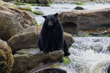Vahşi siyah ayı (Ursus americanus) tarafından nehir Balık tutma. Vancouver Adası, British Columbia, Kanada.