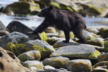 Kayalık plaj vahşi siyah ayı (Ursus americanus). Vancouver Adası, British Columbia, Kanada.