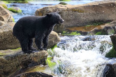 Vahşi siyah ayı (Ursus americanus) tarafından nehir Balık tutma. Vancouver Adası, British Columbia, Kanada.
