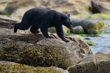 Kayalık plaj vahşi siyah ayı (Ursus americanus). Vancouver Adası, British Columbia, Kanada.