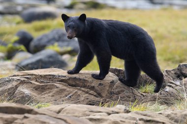 Kayalık plaj vahşi siyah ayı (Ursus americanus). Vancouver Adası, British Columbia, Kanada.