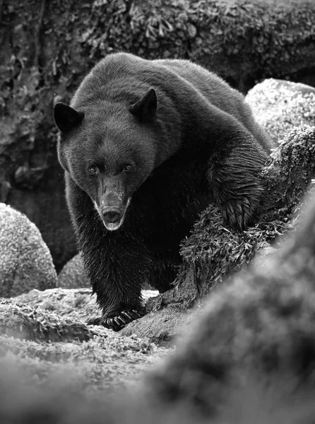 Dziki niedźwiedź czarny (Ursus americanus) na skalistej plaży, stając się przez skały. Wyspa Vancouver, Kolumbia Brytyjska, Kanada. Wersja Black & biały. — Zdjęcie stockowe
