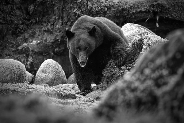 Divoký černý medvěd (Ursus americanus) na skalnaté pláži potácela skal. Ostrov Vancouver, Britská Kolumbie, Kanada. Černé & bílá verze. — Stock fotografie