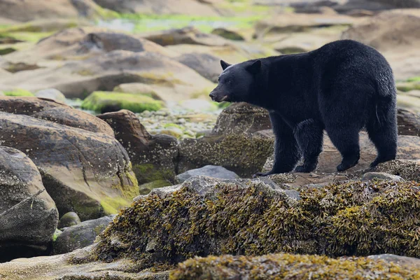Kayalık plaj vahşi siyah ayı (Ursus americanus). Vancouver Adası, British Columbia, Kanada.