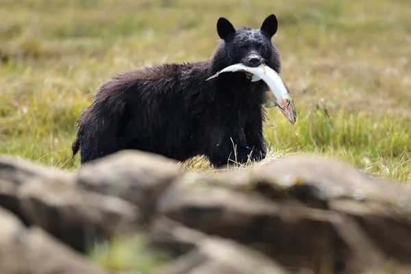 Vadon élő fekete medve (Ursus americanus) a lazac, a szájában. Vancouver-sziget, Brit Columbia, Kanada. — Stock Fotó