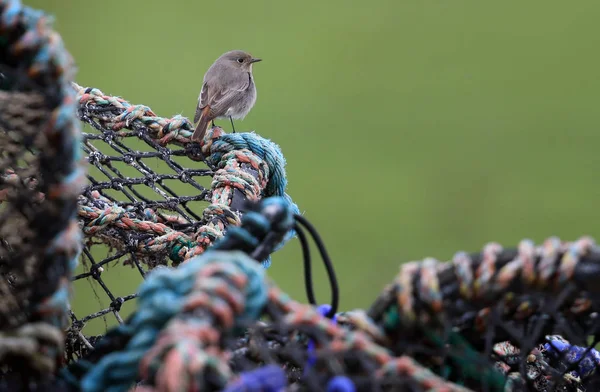 Dzika kobieta czarny zwyczajny (Phoenicurus ochruros) siedzi na szczycie homara garnki. Podjęte na wybrzeżu szkockim. Usan, Ellesmere Port,. — Zdjęcie stockowe