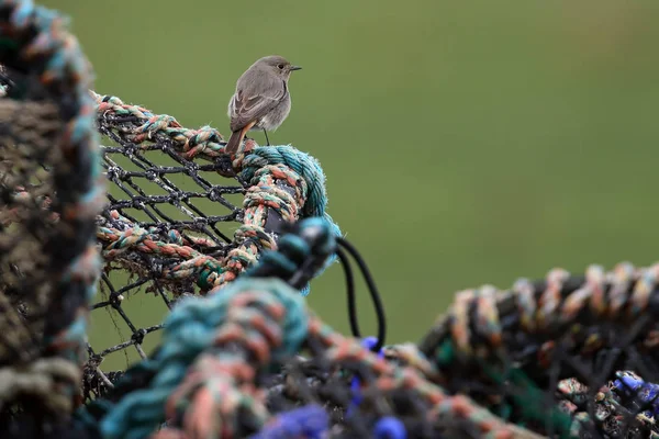 Dzika kobieta czarny zwyczajny (Phoenicurus ochruros) siedzi na szczycie homara garnki. Podjęte na wybrzeżu szkockim. Usan, Ellesmere Port,. — Zdjęcie stockowe