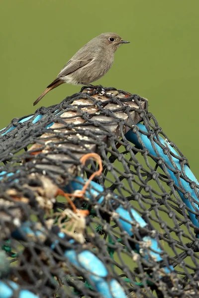 Dzika kobieta czarny zwyczajny (Phoenicurus ochruros) siedzi na szczycie homara garnki. Podjęte na wybrzeżu szkockim. Usan, Ellesmere Port,. — Zdjęcie stockowe