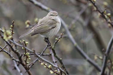 Vahşi Sibirya çıvgın (Phylloscopus collybita tristis). Sibirya ve alt Himalayalar İngiltere kıyılarına gelen kıt bir göçmen. Arbroath, Angus, İskoçya alınan.