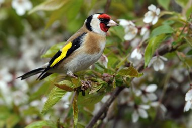 Vahşi yetişkin Saka kuşu (Carduelis carduelis) içinde kiraz ağacı çiçeği arasında. Angus, İskoçya, İngiltere'de alınan.