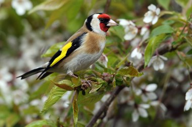 Wild adult European Goldfinch (Carduelis carduelis) in amongst the Cherry Tree Blossom. Taken in Angus, Scotland, UK. clipart