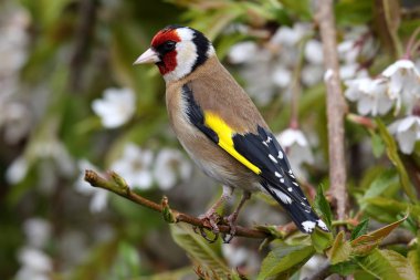 Vahşi yetişkin Saka kuşu (Carduelis carduelis) içinde kiraz ağacı çiçeği arasında. Angus, İskoçya, İngiltere'de alınan.