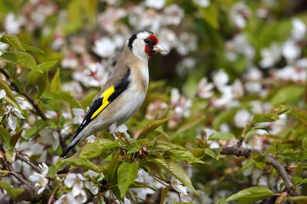 Dziki dorosłych Szczygieł (Carduelis carduelis) w między drzewa wiśni. W, Ellesmere Port, Wielka Brytania. — Zdjęcie stockowe