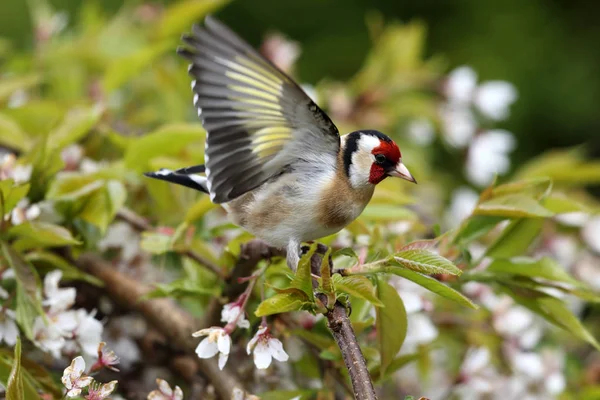 Dziki dorosłych Szczygieł (Carduelis carduelis) w między drzewa wiśni. W, Ellesmere Port, Wielka Brytania. — Zdjęcie stockowe