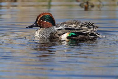 Vahşi erkek Avrasya veya ortak Kinnordy Loch, Angus, İskoçya Yüzme deniz mavisi (Anas crecca). İngiltere