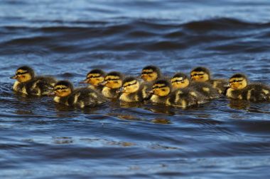Vahşi yeşilbaş ördek Kinnordy Loch, Angus, İskoçya, İngiltere Yüzme civciv (Anas platyrhynchos). 