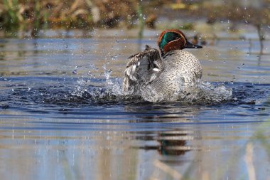 Vahşi erkek Avrasya veya ortak banyo ve Kinnordy Loch, Angus, İskoçya sıçramasına deniz mavisi (Anas crecca). İngiltere