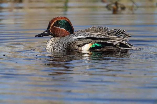 Wild Male Eurasian or Common Teal (Anas crecca) swimming at Kinnordy Loch, Angus, Scotland. UK — Stock Photo, Image