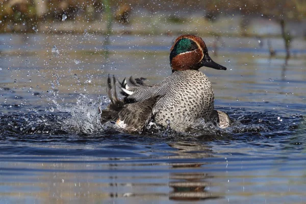 Vadon élő férfi eurázsiai vagy a közös réce (Anas crecca) fürdés és fröccsen a Kinnordy Loch, Angus, Skócia. Egyesült Királyság — Stock Fotó