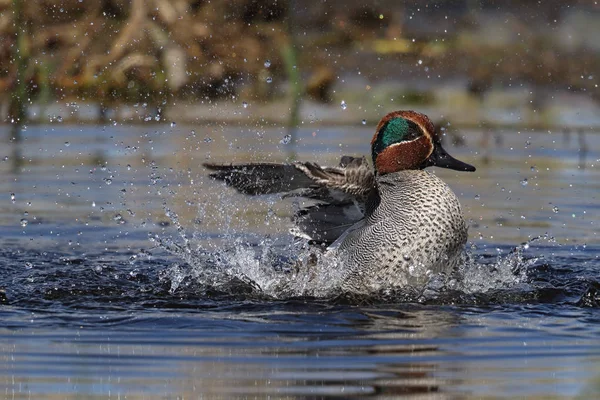 Vadon élő férfi eurázsiai vagy a közös réce (Anas crecca) fürdés és fröccsen a Kinnordy Loch, Angus, Skócia. Egyesült Királyság — Stock Fotó