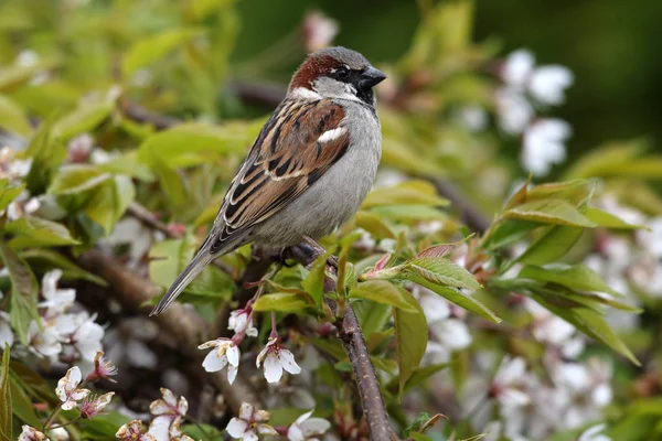 Wild Male House Sparrow (Passer domesticus) se sentó entre la flor de cerezo. Imagen tomada en Angus, Escocia. Reino Unido — Foto de Stock