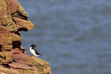 Vahşi Razorbill (edilmiştir torda) üzerinde bir deniz yar boyunca Angus Coast, İskoçya, İngiltere