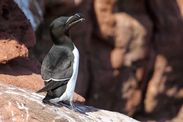 Razorbill sauvage (Alca torda) sur une falaise marine le long de la côte d'Angus, Écosse, Royaume-Uni — Photo