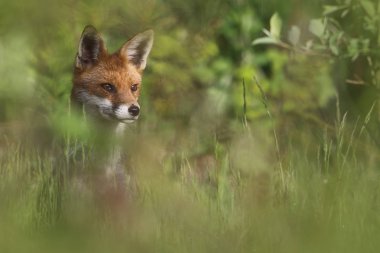 Vahşi Avrupa Kızıl Tilki (Vulpes vulpes) uzun otların arasında. Yeşil bochre. Resim çekilen Arbroath, Angus, İskoçya, İngiltere.
