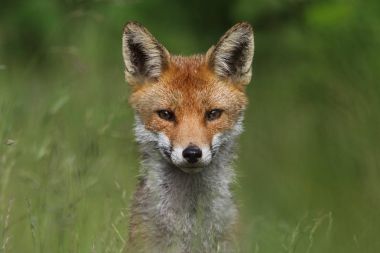 Vahşi Avrupa Kızıl Tilki (Vulpes vulpes) uzun otların arasında. Yeşil bochre. Resim çekilen Arbroath, Angus, İskoçya, İngiltere.
