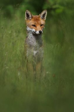 Vahşi Avrupa Kızıl Tilki (Vulpes vulpes) uzun otların arasında. Yeşil bochre. Resim çekilen Arbroath, Angus, İskoçya, İngiltere.