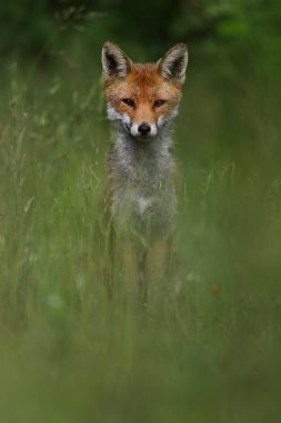 Vahşi Avrupa Kızıl Tilki (Vulpes vulpes) uzun otların arasında. Yeşil bochre. Resim çekilen Arbroath, Angus, İskoçya, İngiltere.