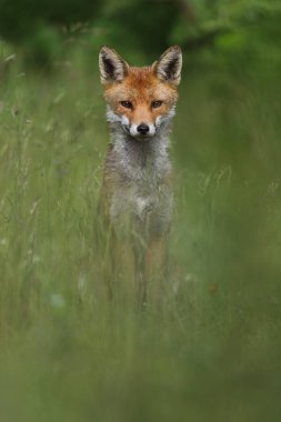 Vahşi Avrupa Kızıl Tilki (Vulpes vulpes) uzun otların arasında. Yeşil bochre. Resim çekilen Arbroath, Angus, İskoçya, İngiltere.