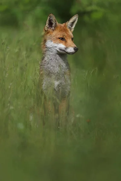 Dziki Europejskiej czerwony lis (Vulpes vulpes) wśród wysokiej trawy. Zielony bochre. Zdjęcie zrobione w Arbroath Angus, Szkocja, Wielka Brytania. — Zdjęcie stockowe