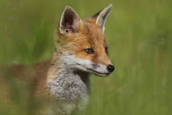 Vadon élő európai vörös róka kölyök (Vulpes vulpes) között a magas fű. Zöld bochre. Kép elvett-ban Arbroath, Angus, Scotland, Egyesült Királyság. — Stock Fotó