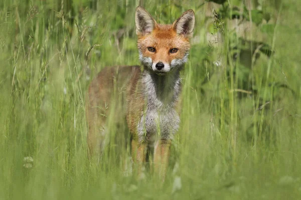 Vadon élő európai vörös róka (Vulpes vulpes) között a magas fű. Zöld bochre. Kép elvett-ban Arbroath, Angus, Scotland, Egyesült Királyság. — Stock Fotó