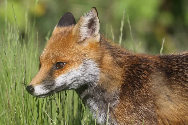 Wild European Red Fox (Vulpes vulpes) amongst the tall grass. Green bochre. Image taken in Arbroath, Angus, Scotland, UK. — Stock Photo, Image