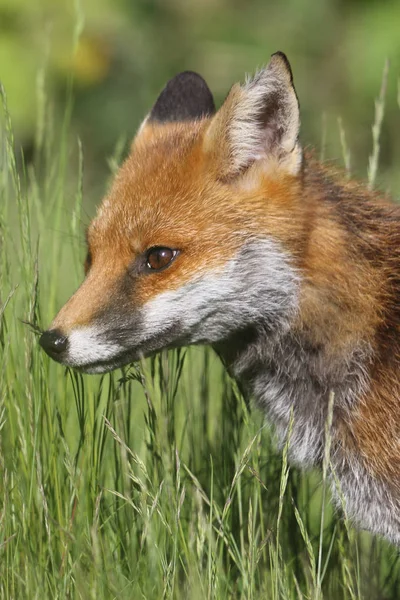 Wild Europese rode vos (Vulpes vulpes) onder het hoge gras. Groene bochre. Foto genomen in Arbroath, Angus, Schotland, Uk. — Stockfoto