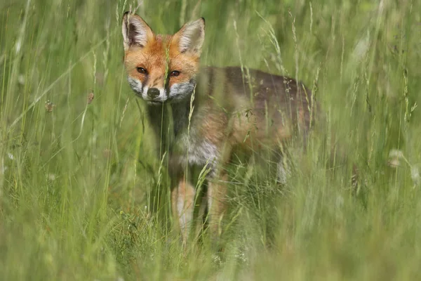 Dziki Europejskiej czerwony lis (Vulpes vulpes) wśród wysokiej trawy. Zielony bochre. Zdjęcie zrobione w Arbroath Angus, Szkocja, Wielka Brytania. — Zdjęcie stockowe
